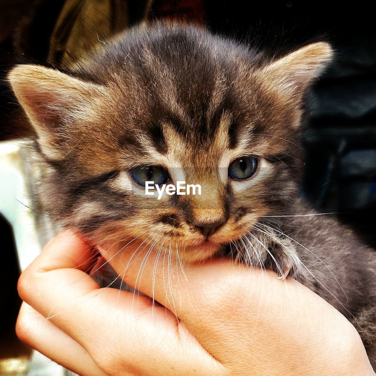 CLOSE-UP OF PERSON HOLDING CAT