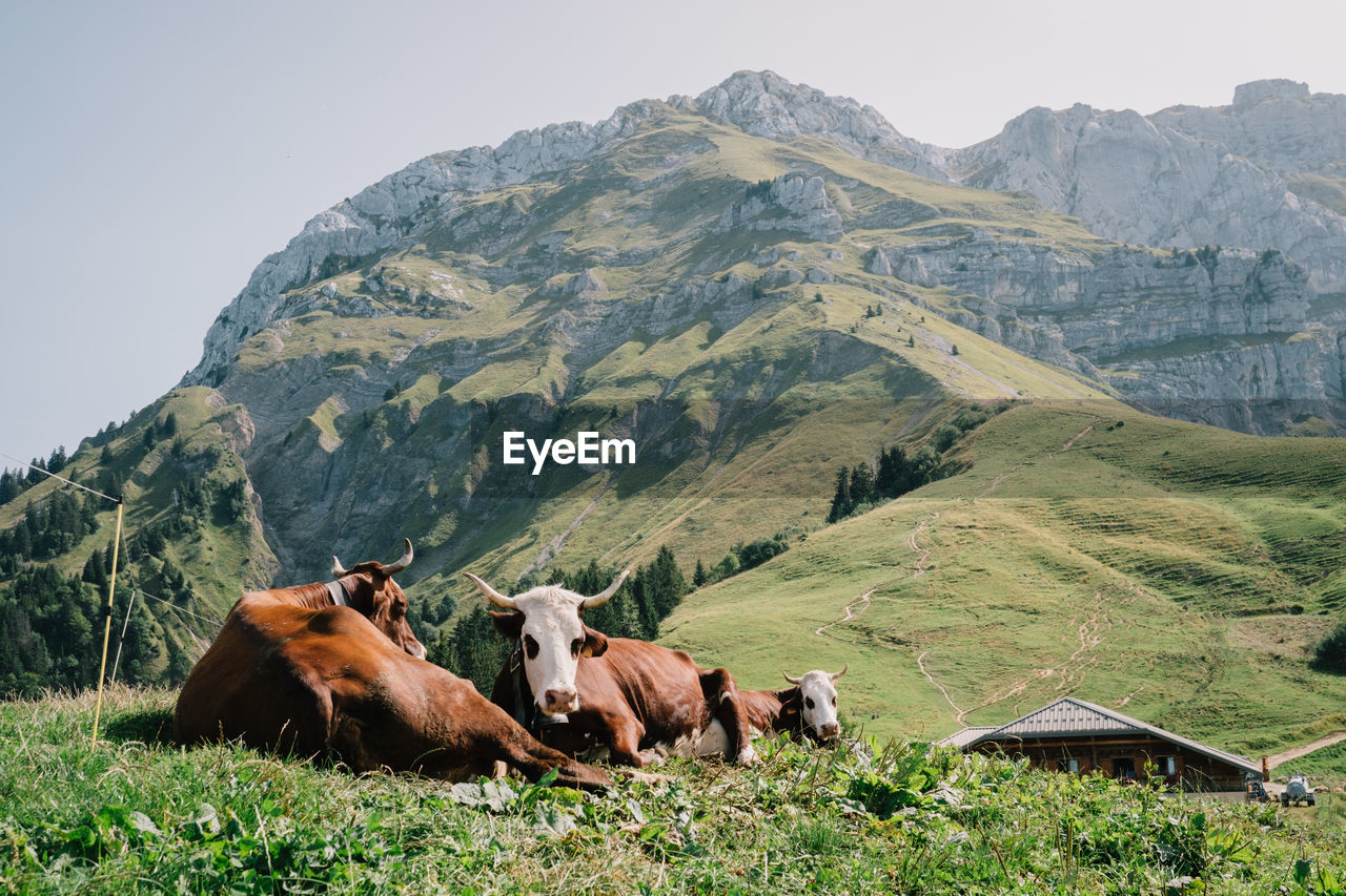 Cows sitting on grassy field against mountain