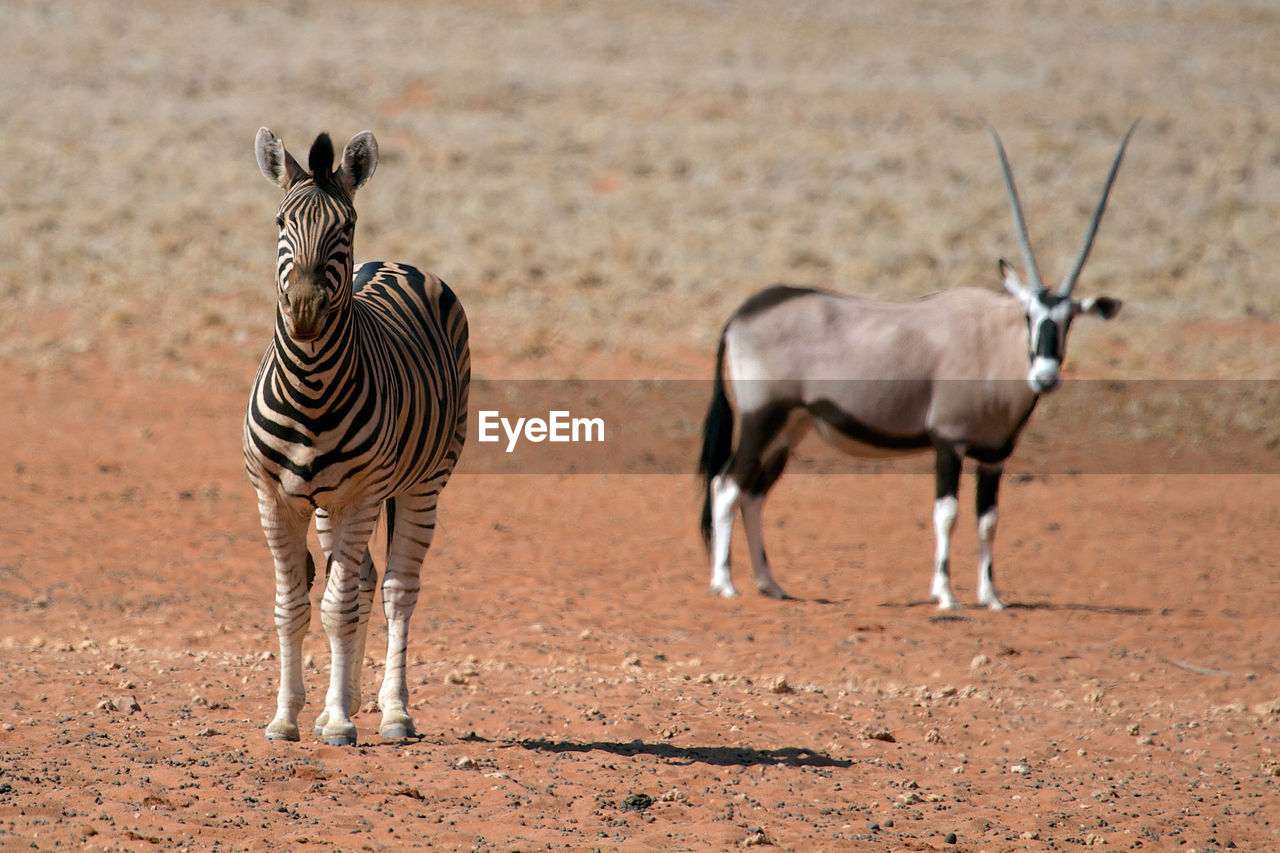 Zebra and oryx on field