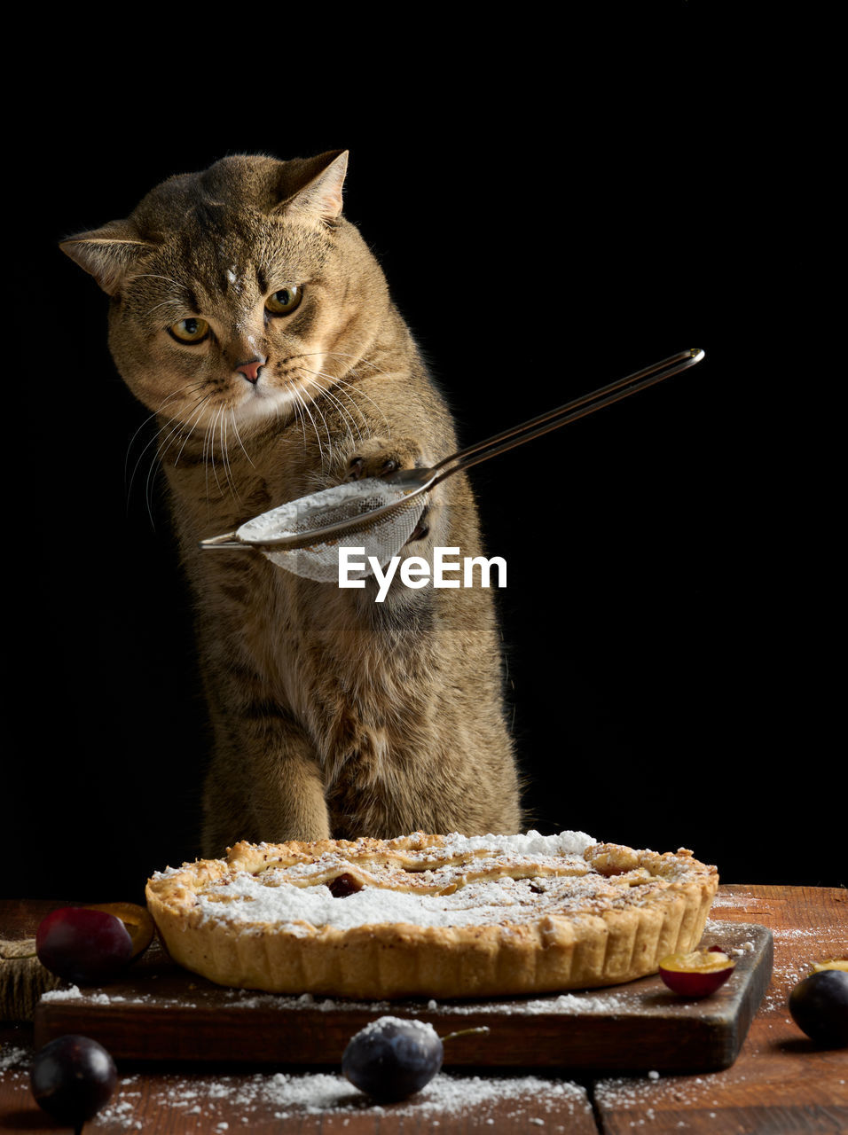 Adult scottish straight cat holds a sieve with powdered sugar and sprinkles a plum pie on a 