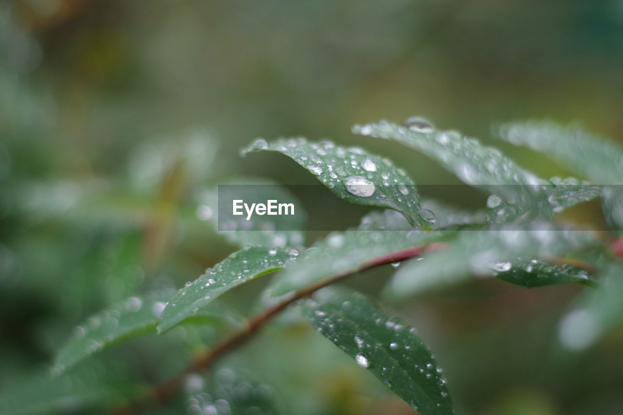 Close-up of wet plant leaves during rainy season