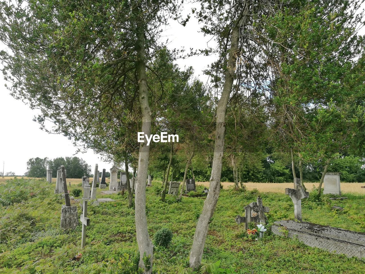 Trees on field against sky