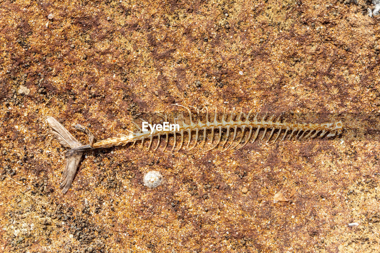 HIGH ANGLE VIEW OF STARFISH