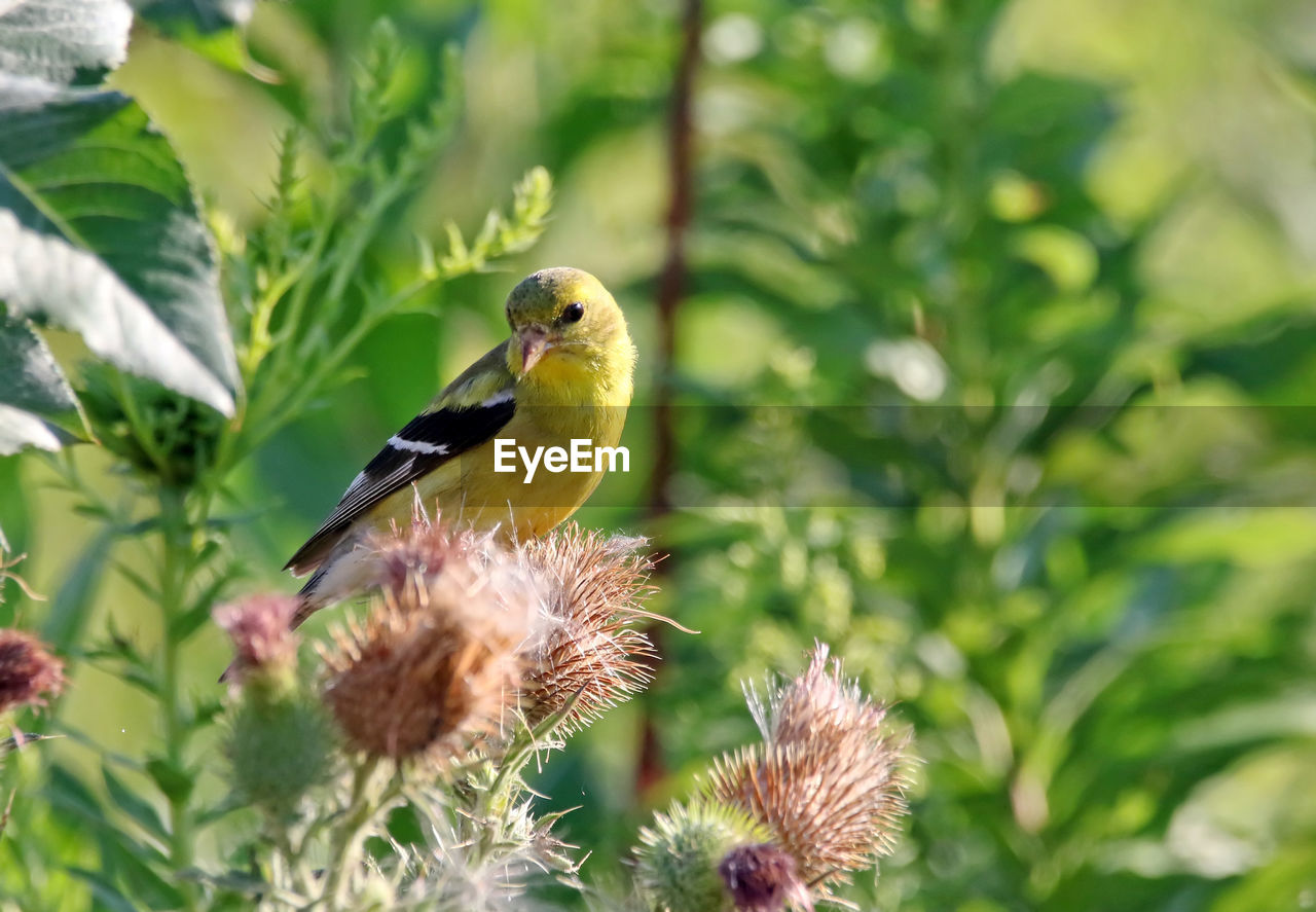 American goldfinch on plant