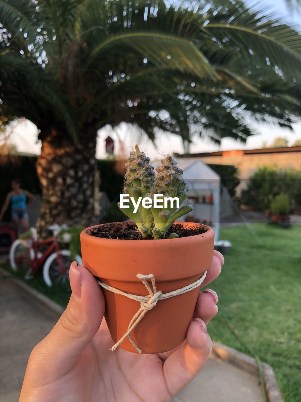 Close-up of hand holding potted plant