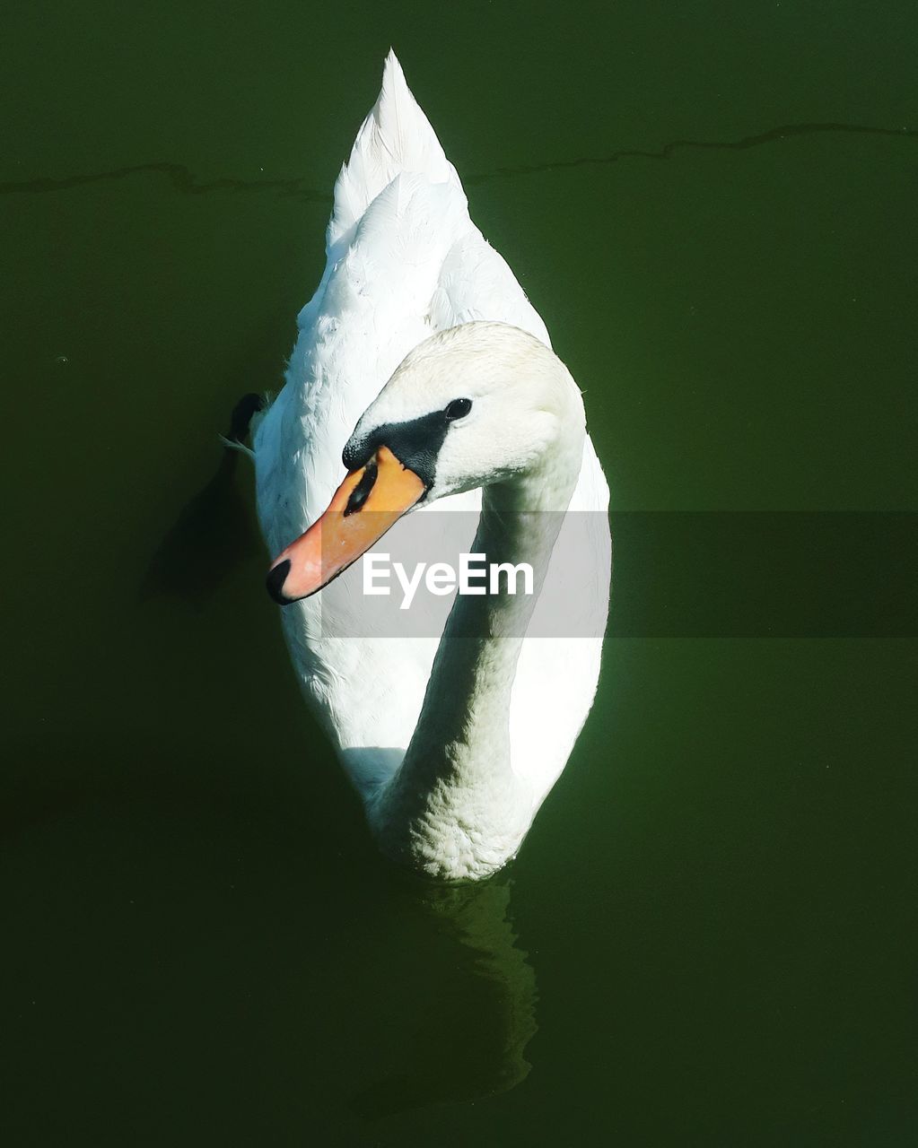 CLOSE-UP OF A SWAN IN LAKE
