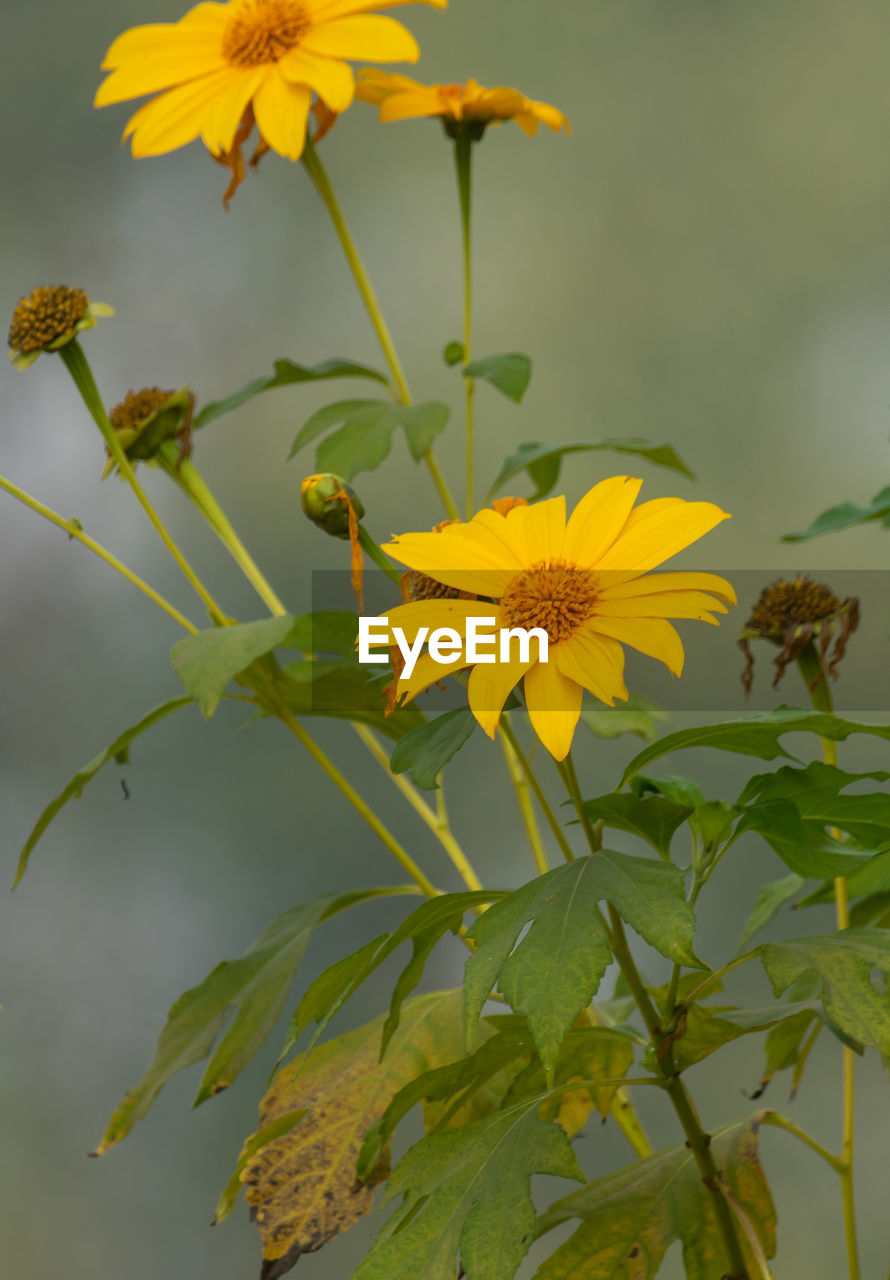 flower, flowering plant, plant, yellow, freshness, beauty in nature, flower head, growth, fragility, nature, petal, close-up, sunflower, inflorescence, plant part, no people, leaf, wildflower, focus on foreground, outdoors, green, botany, pollen, day, blossom, plant stem