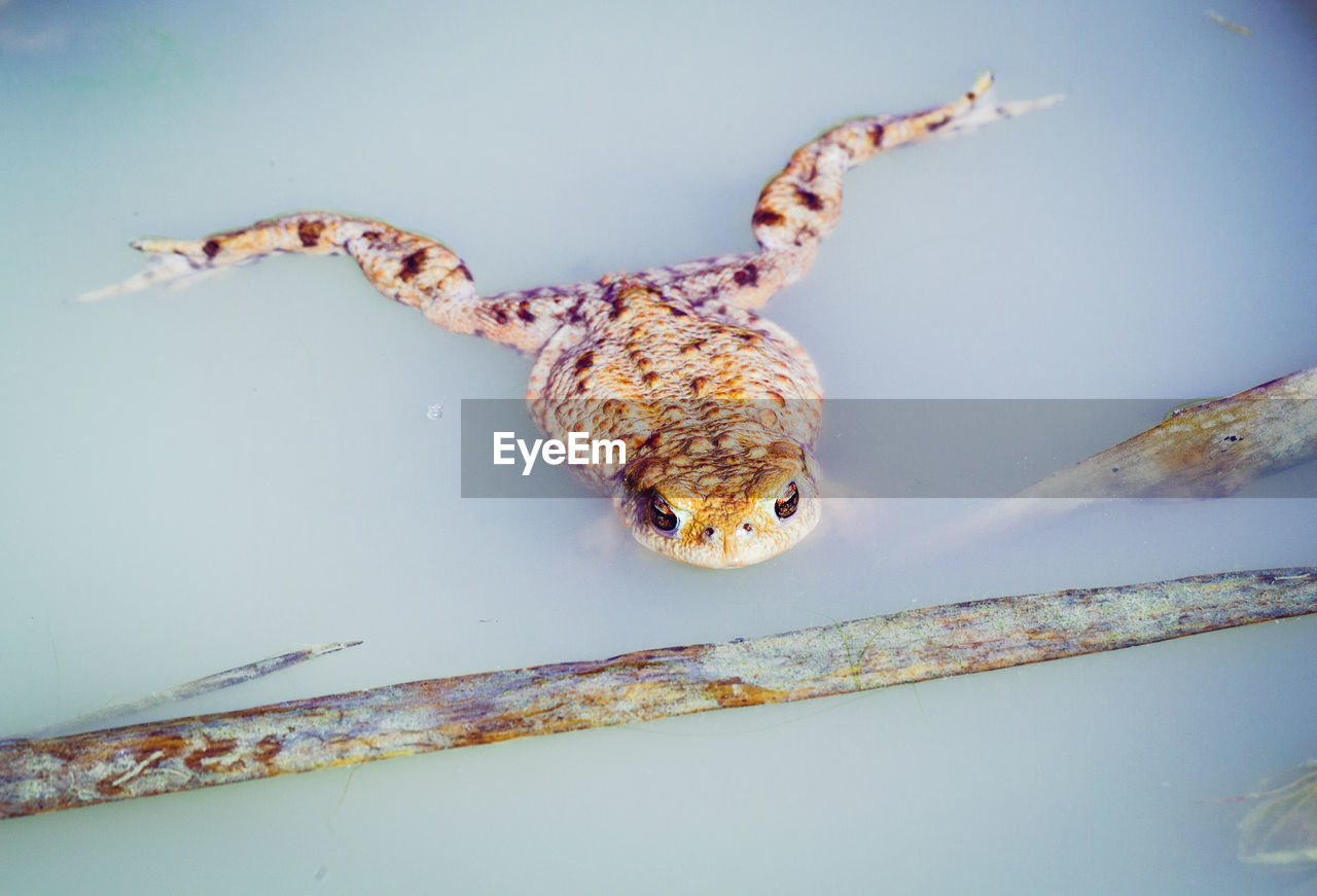 Mating season in the pond - a swimming toad