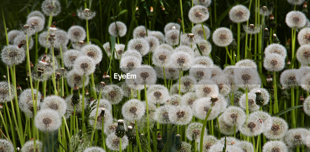 Close-up of white flowering plants on field