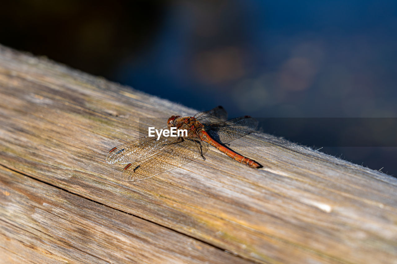 animal, insect, animal themes, animal wildlife, wood, wildlife, macro photography, close-up, one animal, nature, dragonfly, animal wing, no people, outdoors, macro, day, dragonflies and damseflies, selective focus, wing, fly, focus on foreground