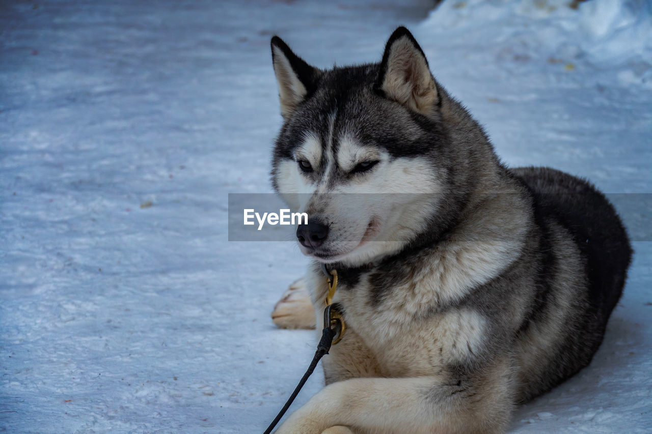 Siberian husky dog in finnish lapland