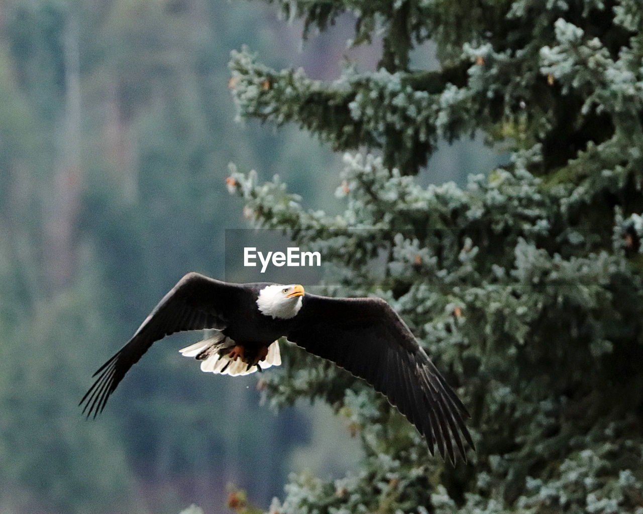 Soaring bald eagle in fir trees