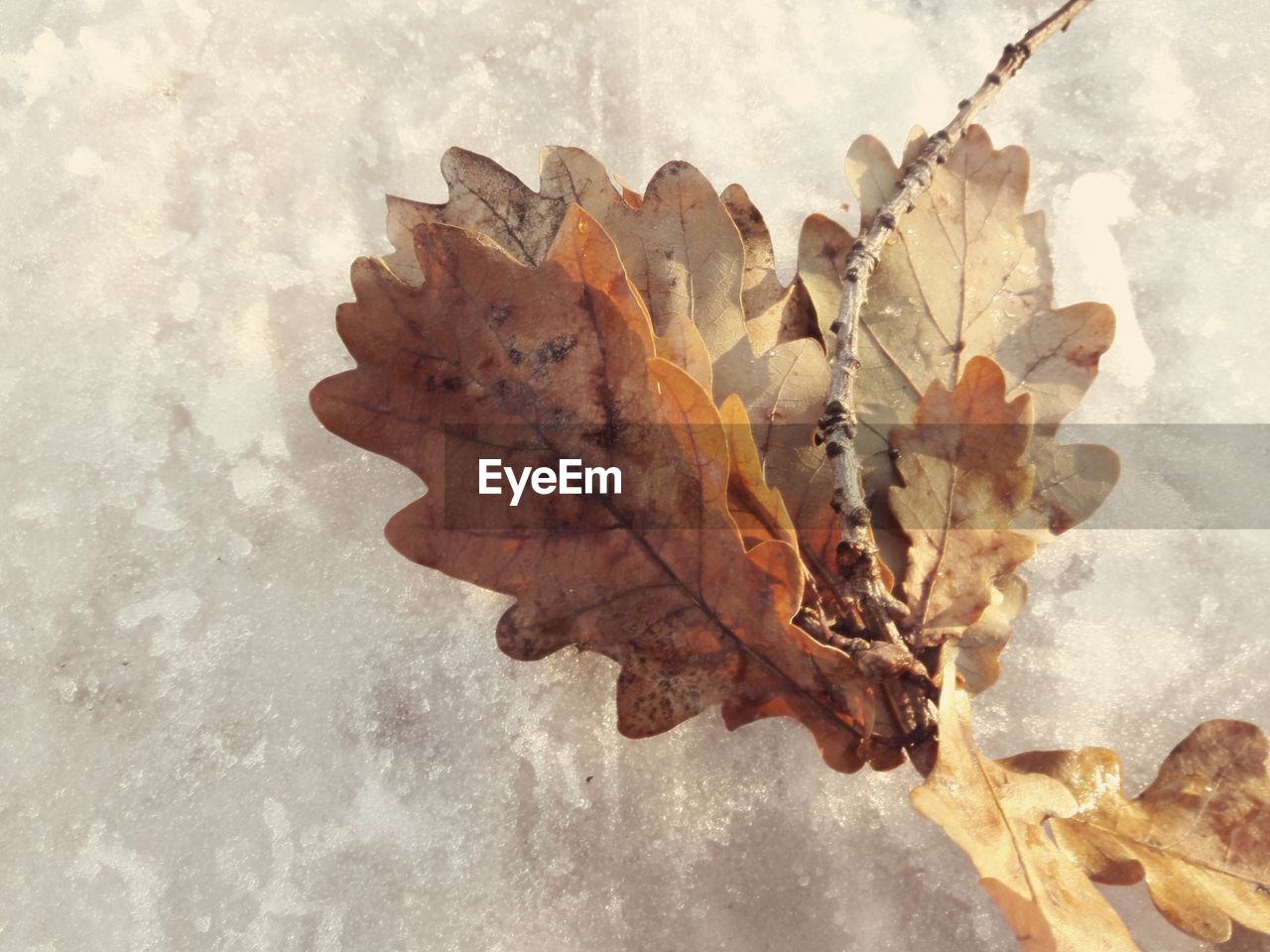 CLOSE-UP OF MAPLE LEAF ON SNOW COVERED LEAVES