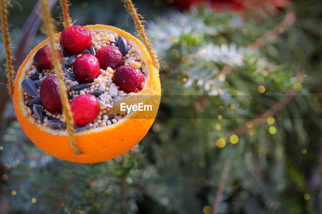 Close-up of cranberries in an orange  on tree