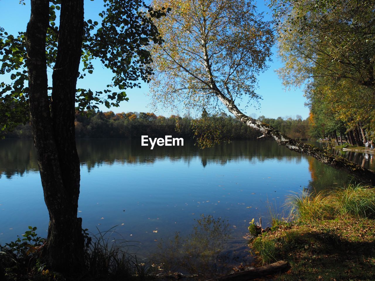 TREES BY LAKE AGAINST SKY