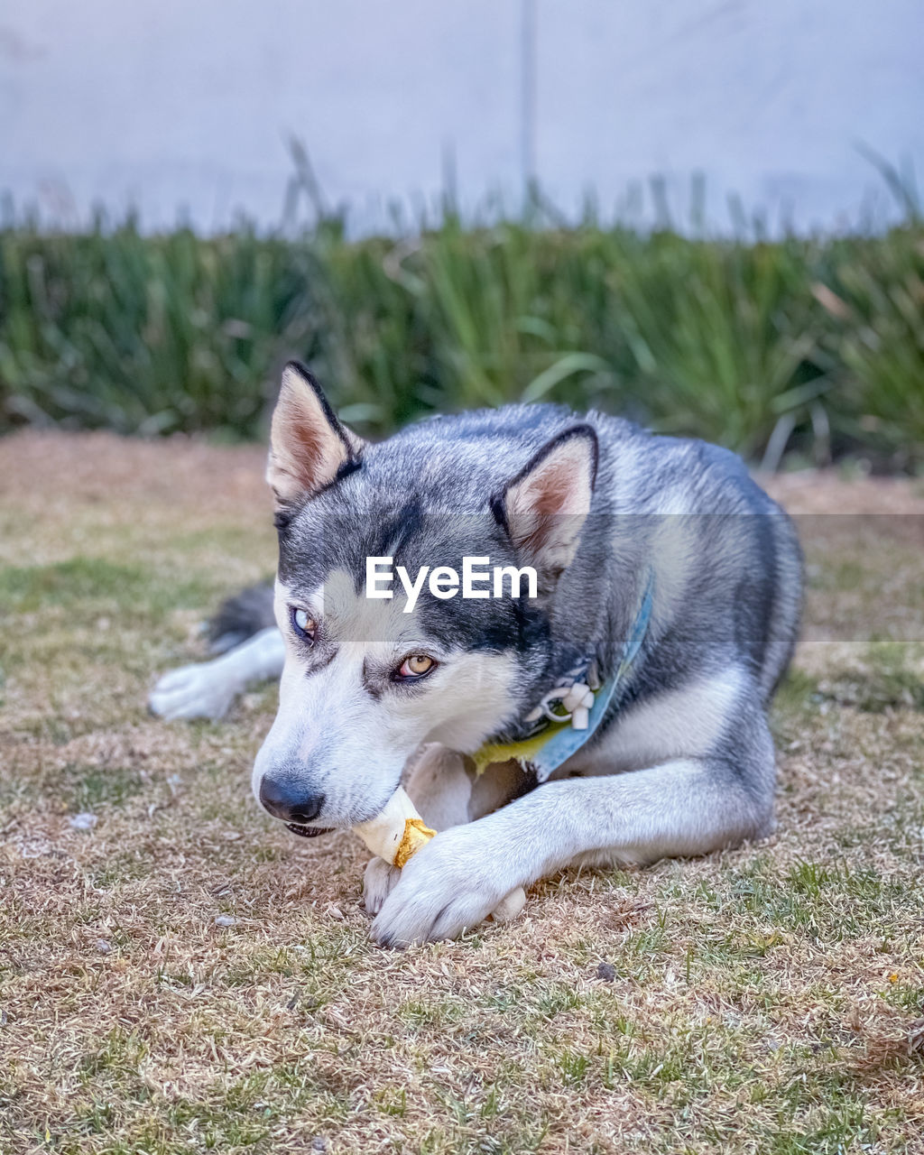 Dog relaxing on field