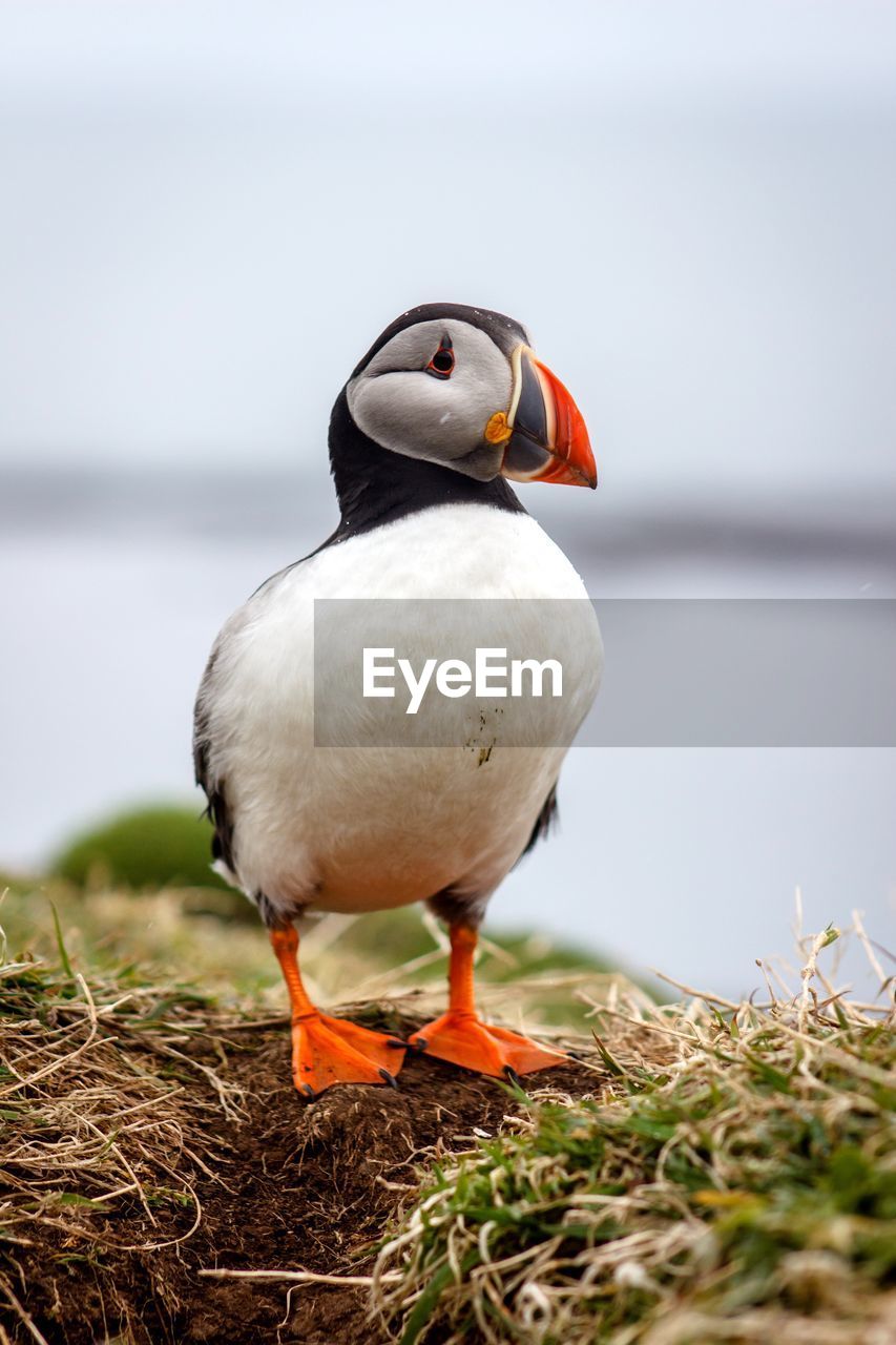 Close-up of puffin on field against sky