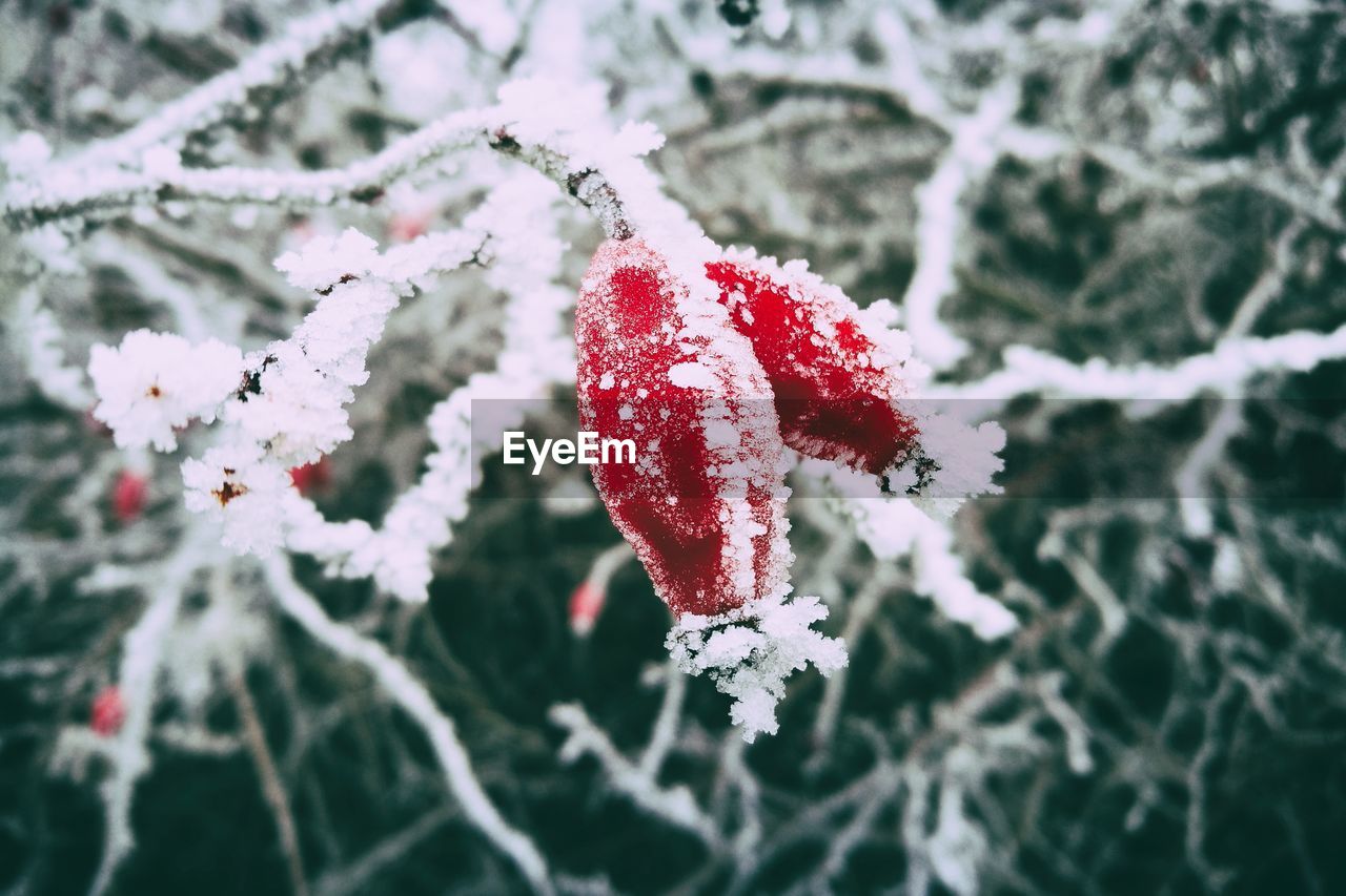 Close-up of red flower on tree during winter