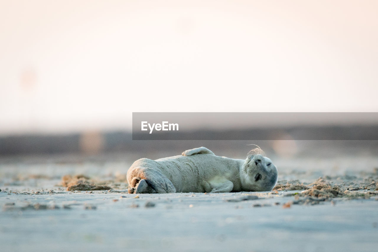 Seal lying on sand at beach against clear sky during sunset