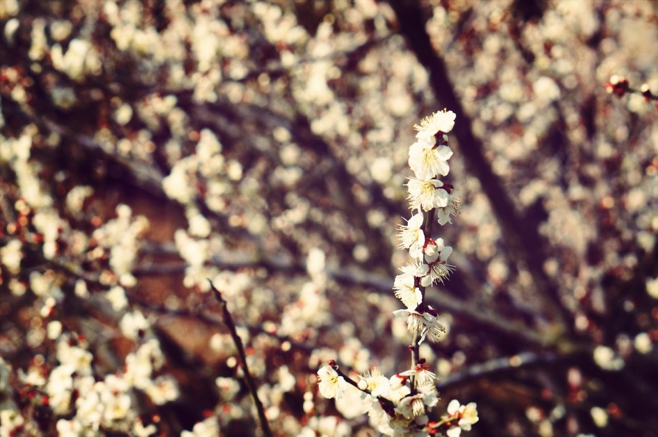 CLOSE-UP OF FLOWER ON TREE