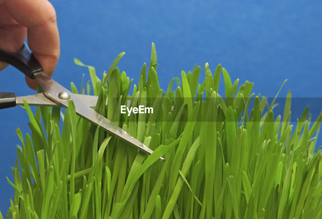 Close-up of hand cutting grass