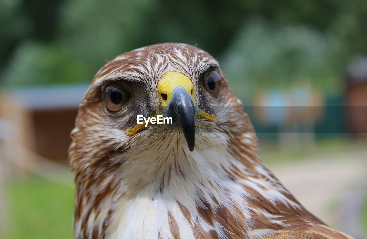 Close-up portrait of hawk perching outdoors