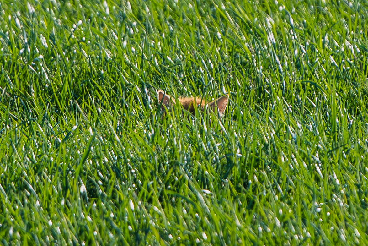 VIEW OF GRASSY FIELD