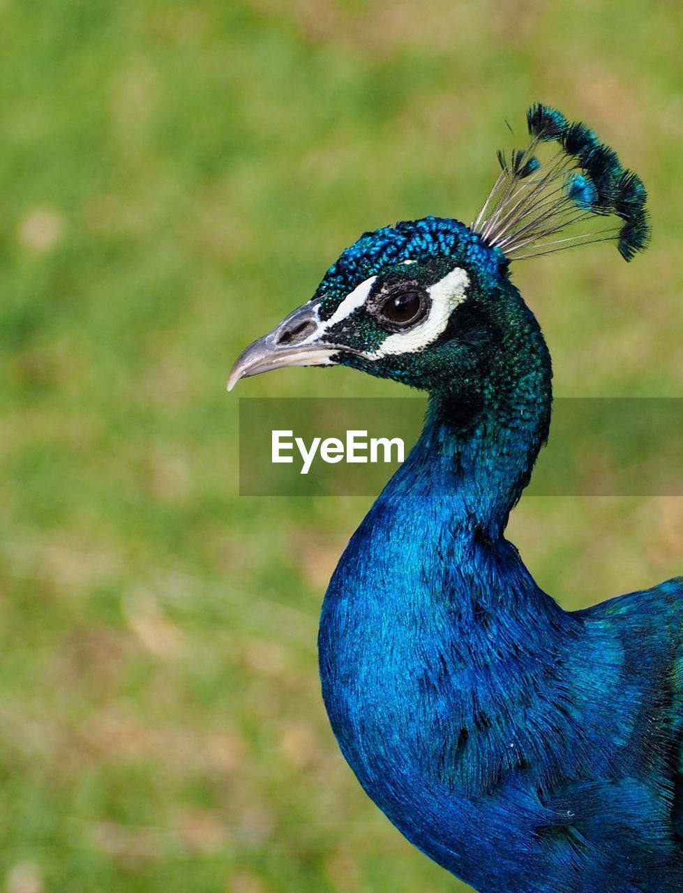 animal themes, animal, bird, peacock, one animal, animal wildlife, wildlife, beak, blue, peacock feather, animal body part, no people, nature, feather, beauty in nature, multi colored, animal head, portrait, close-up, animal's crest, outdoors, day, profile view, side view, focus on foreground, tropical bird