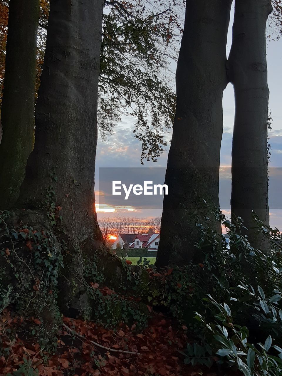 TREES AND PLANTS AGAINST SKY DURING SUNSET