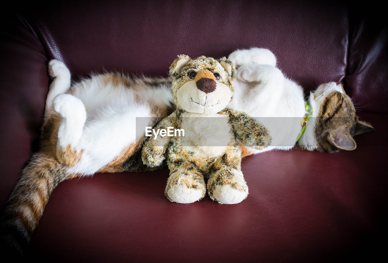 Cat lying by stuffed toy on sofa