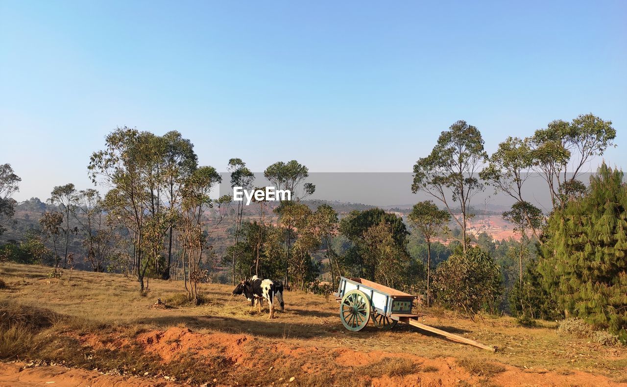 Panoramic view of horse cart on field against sky