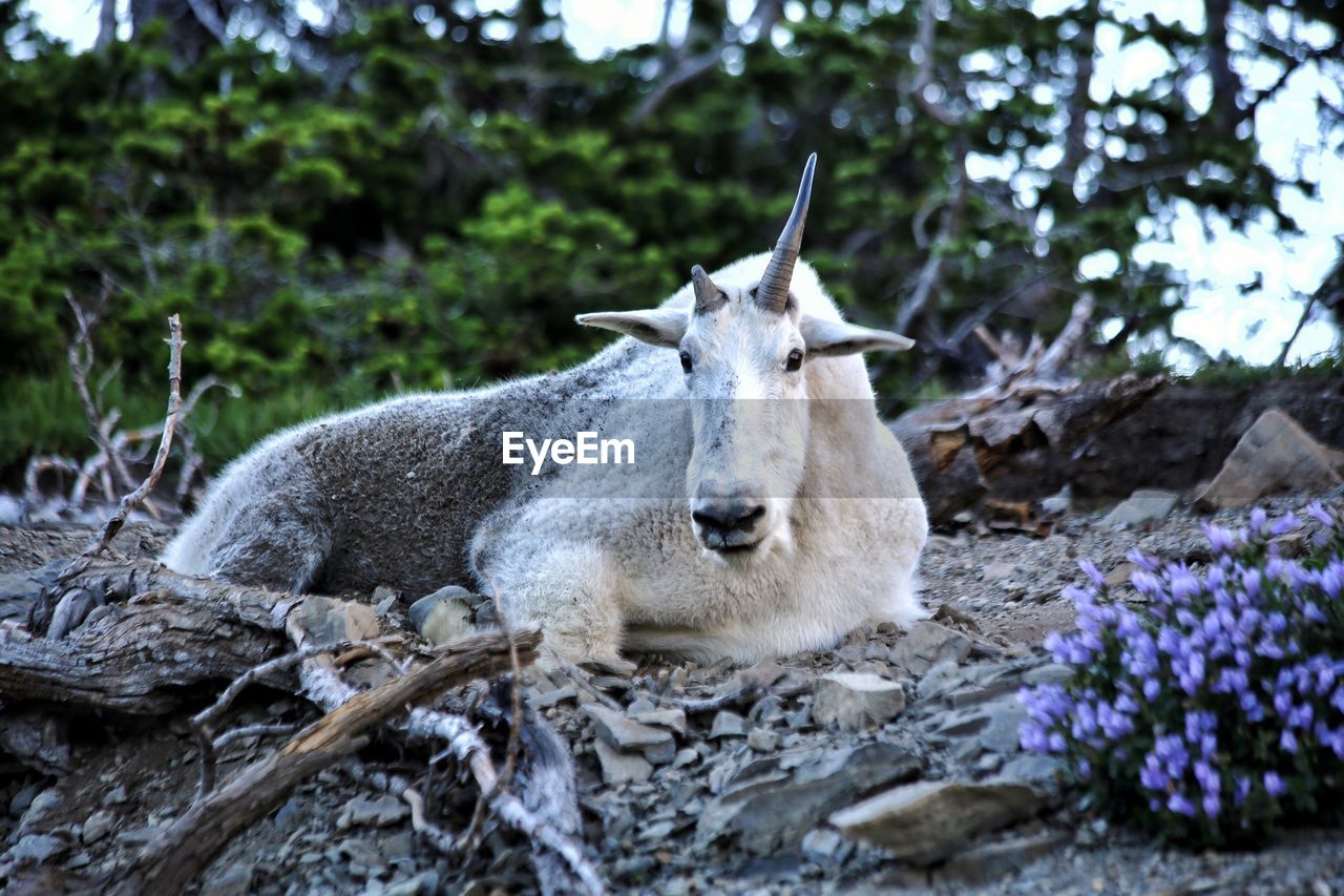 Portrait of animal sitting outdoors