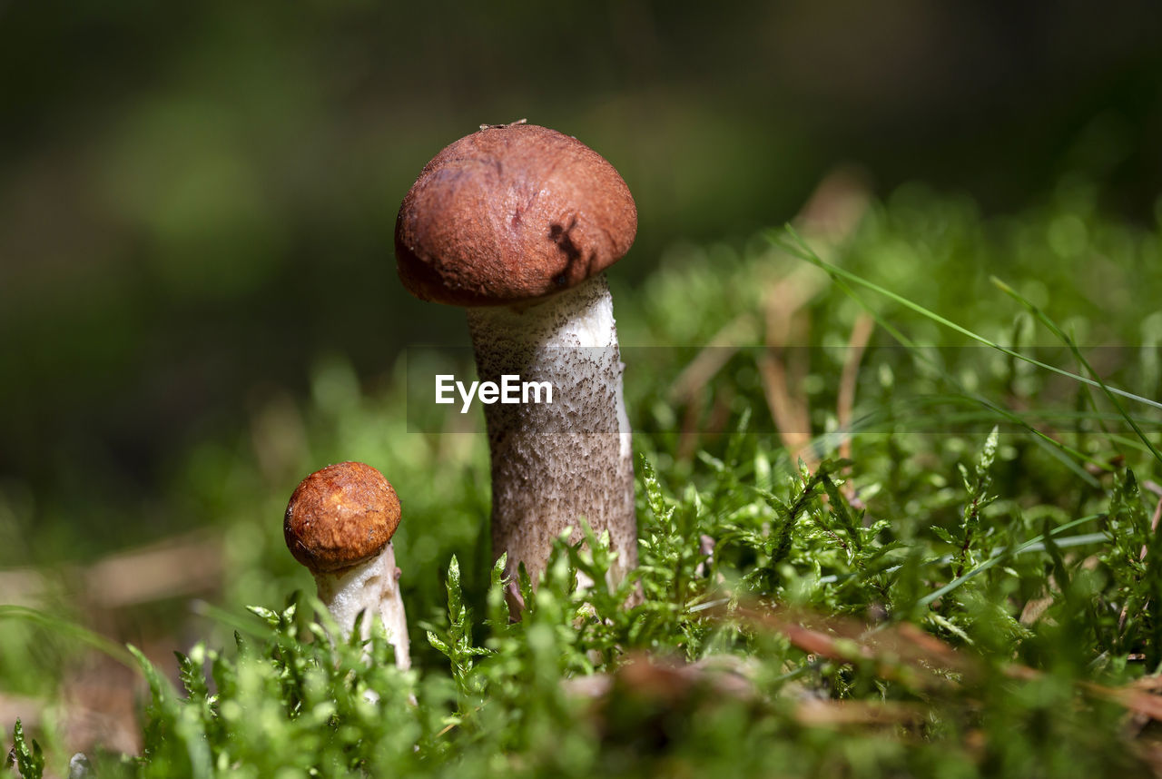 Boletus mushrooms growing in moss in the forest. beautiful autumn season. edible leccinum mushrooms.