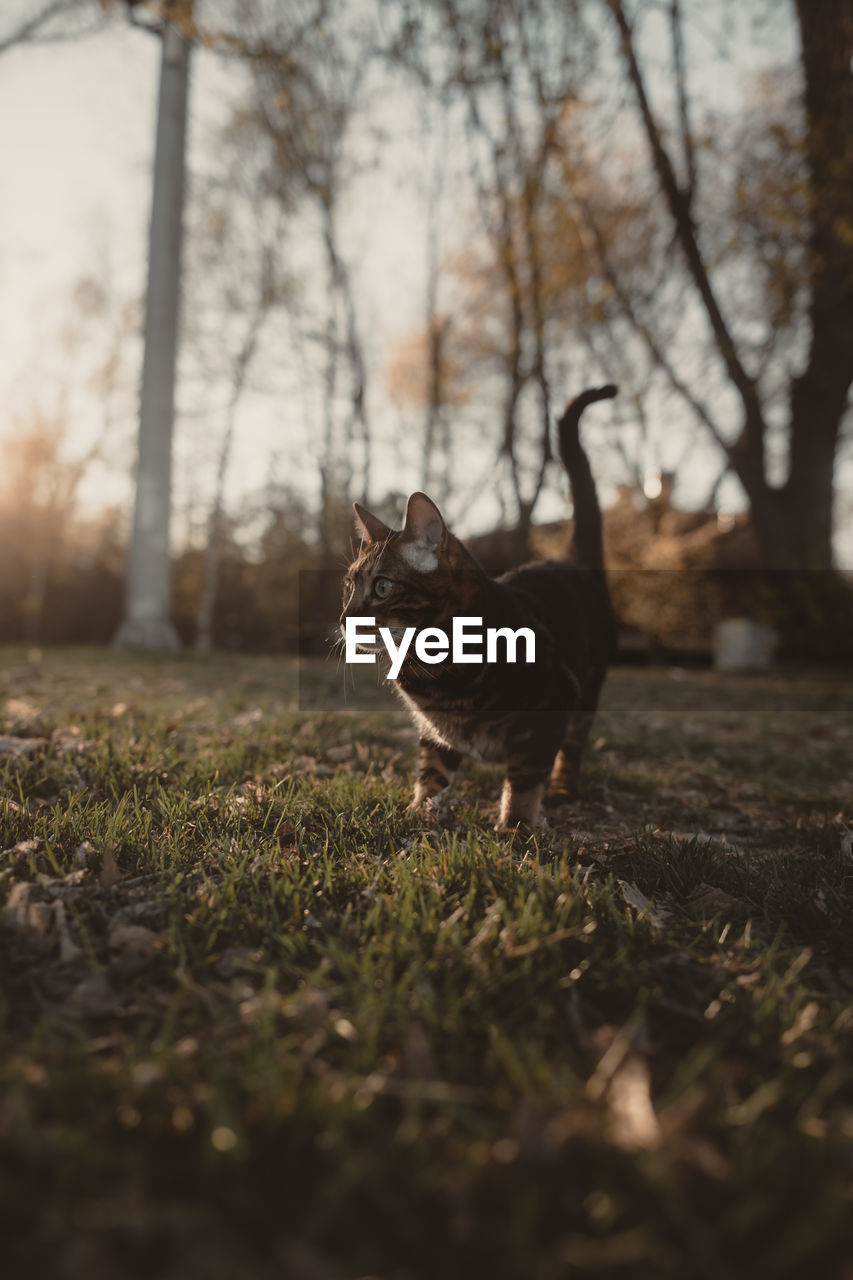 Cat on field