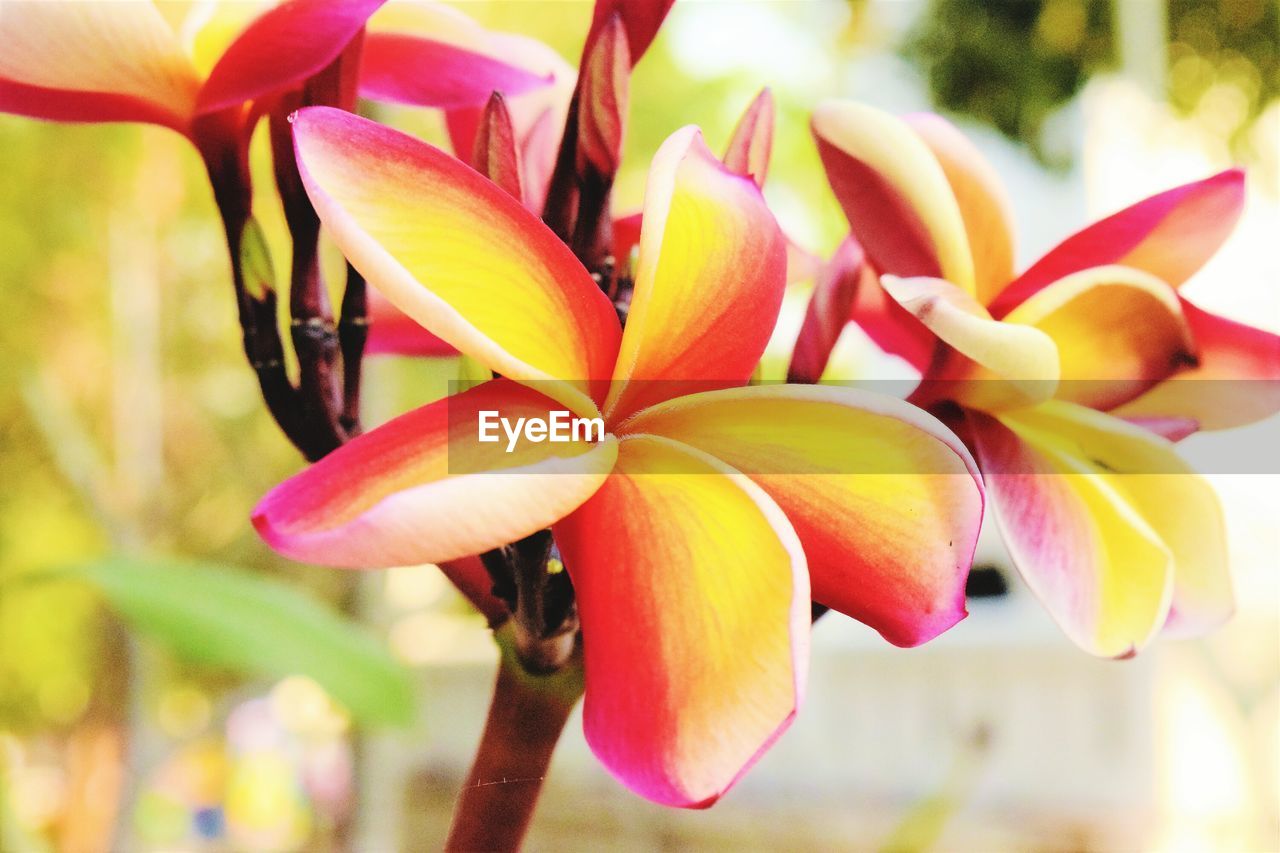 CLOSE-UP OF DAY LILY FLOWERS