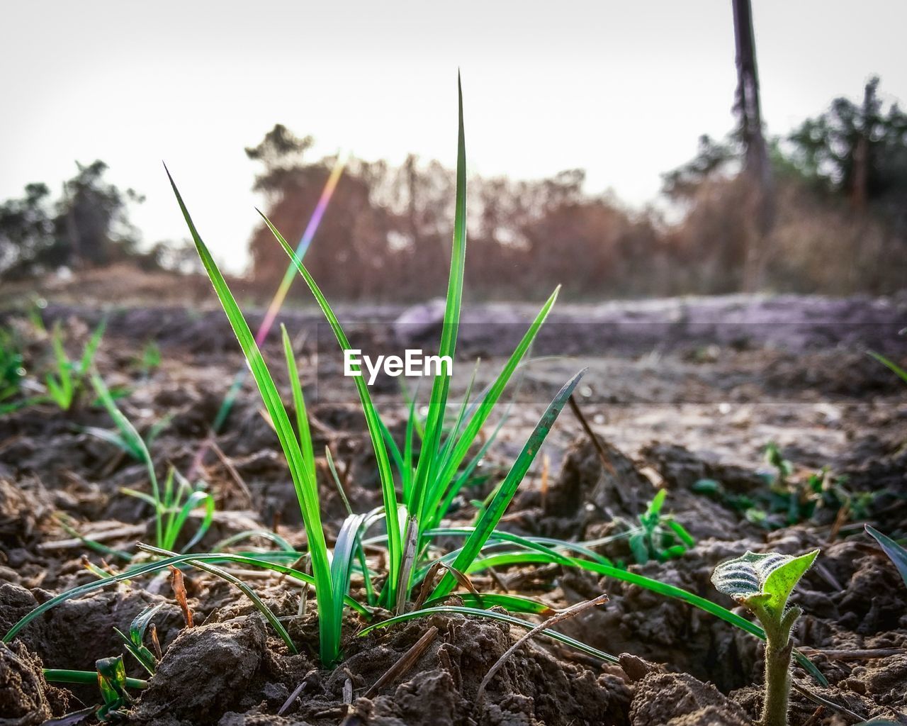 CLOSE-UP OF FRESH PLANTS ON FIELD AGAINST SKY