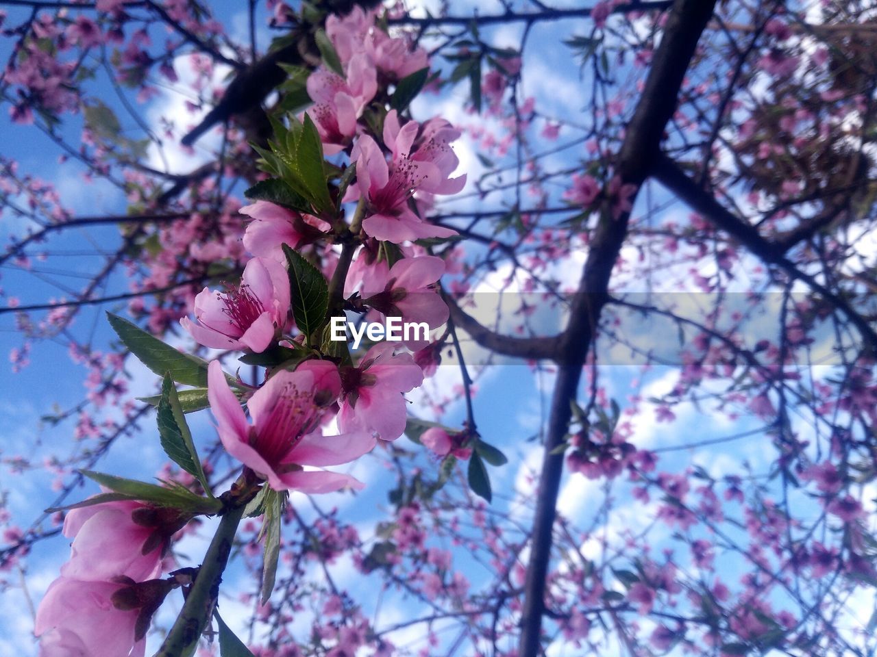 LOW ANGLE VIEW OF PINK FLOWERS ON TREE