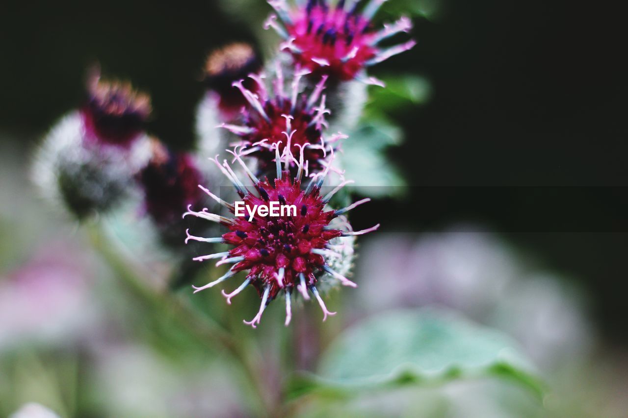 Close-up of pink flowers