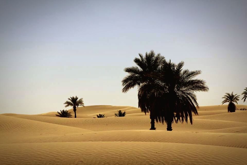 PALM TREES AGAINST SKY