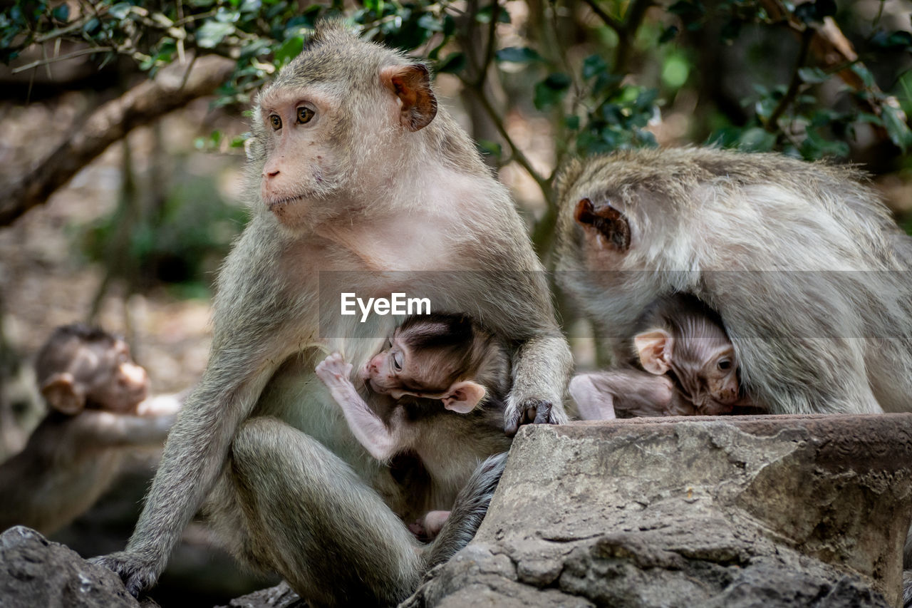 Baby monkey under mother protection. the monkey family with shaggy orange fur and human like