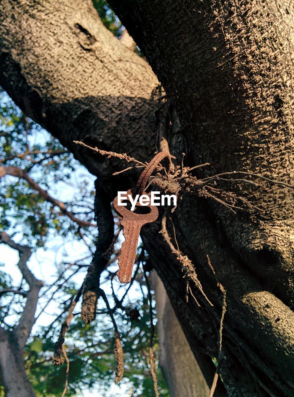 Low angle view of old rusty key hanging from tree trunk