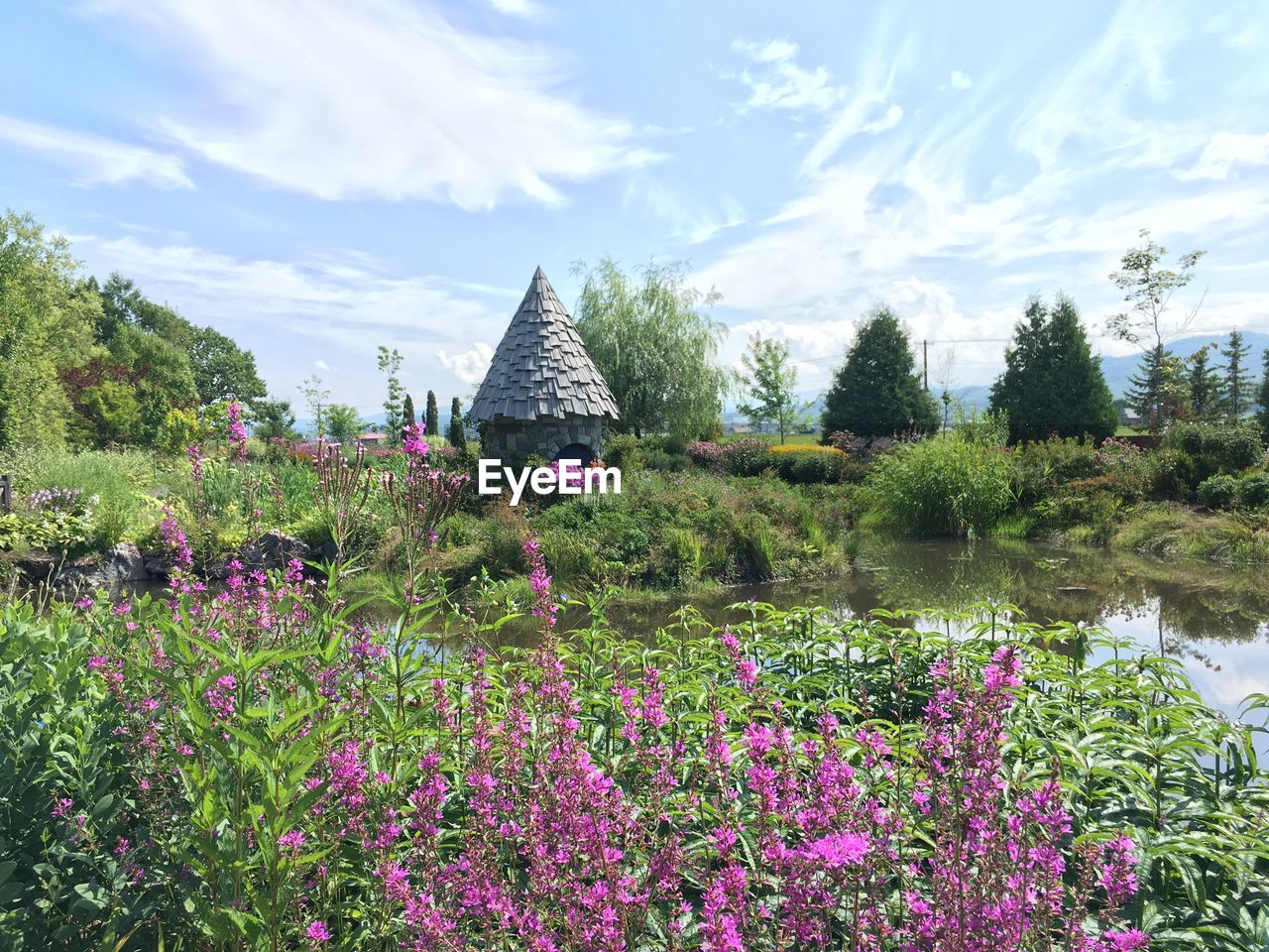 PURPLE FLOWERING PLANTS AGAINST TREES AND BUILDING