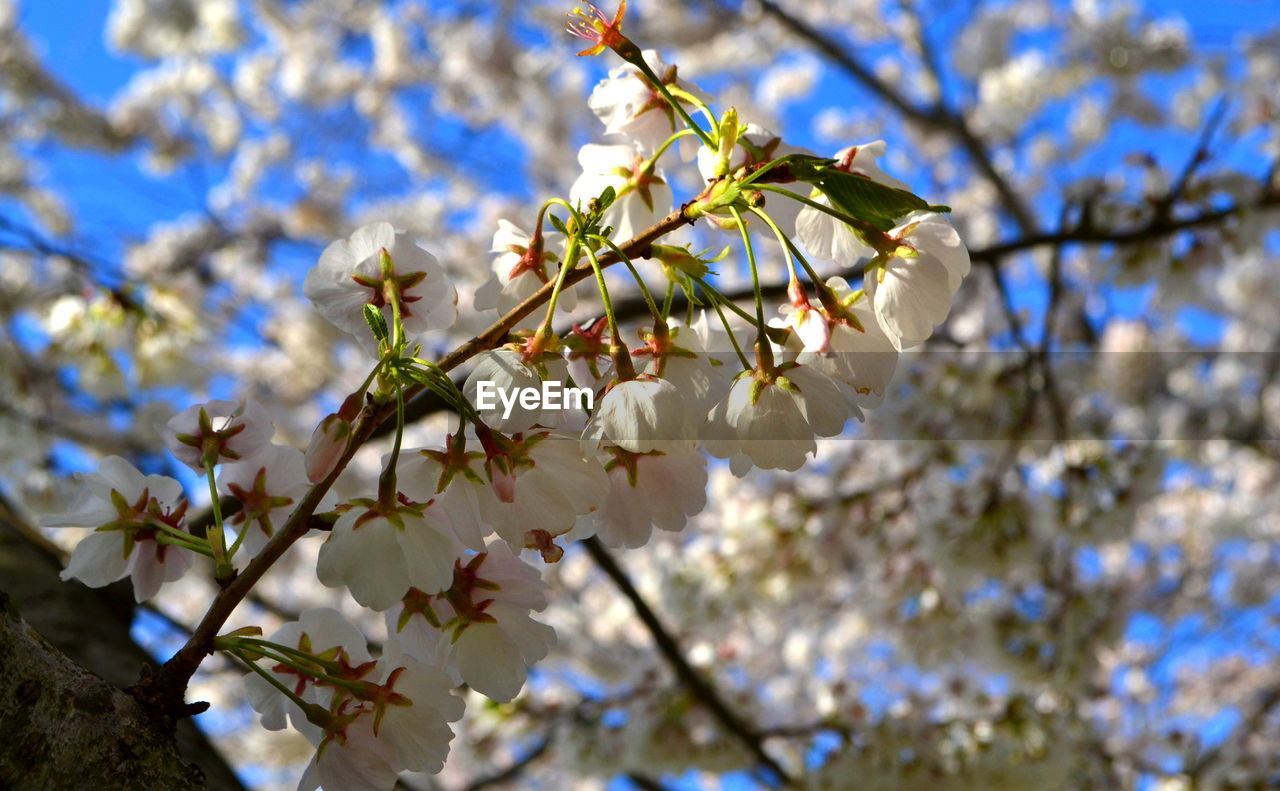 Low angle view of cherry blossoms in spring