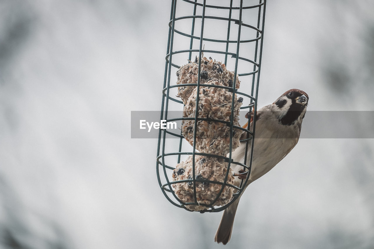 CLOSE-UP OF BIRD PERCHING ON FEEDER AT NIGHT