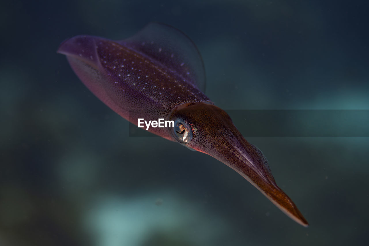 A caribbean reef squid cruises along the reef in bonaire, the netherlands. sepioteuthis sepioidea