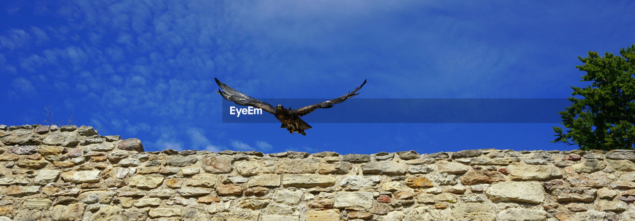 LOW ANGLE VIEW OF EAGLE FLYING AGAINST BLUE SKY
