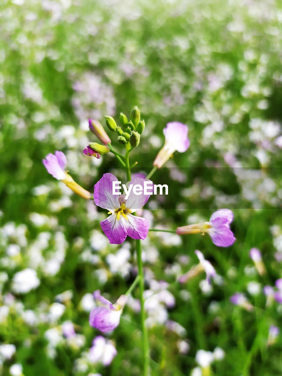 CLOSE-UP OF PINK FLOWERING PLANTS