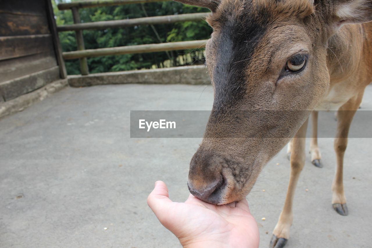 CLOSE-UP OF A HAND EATING