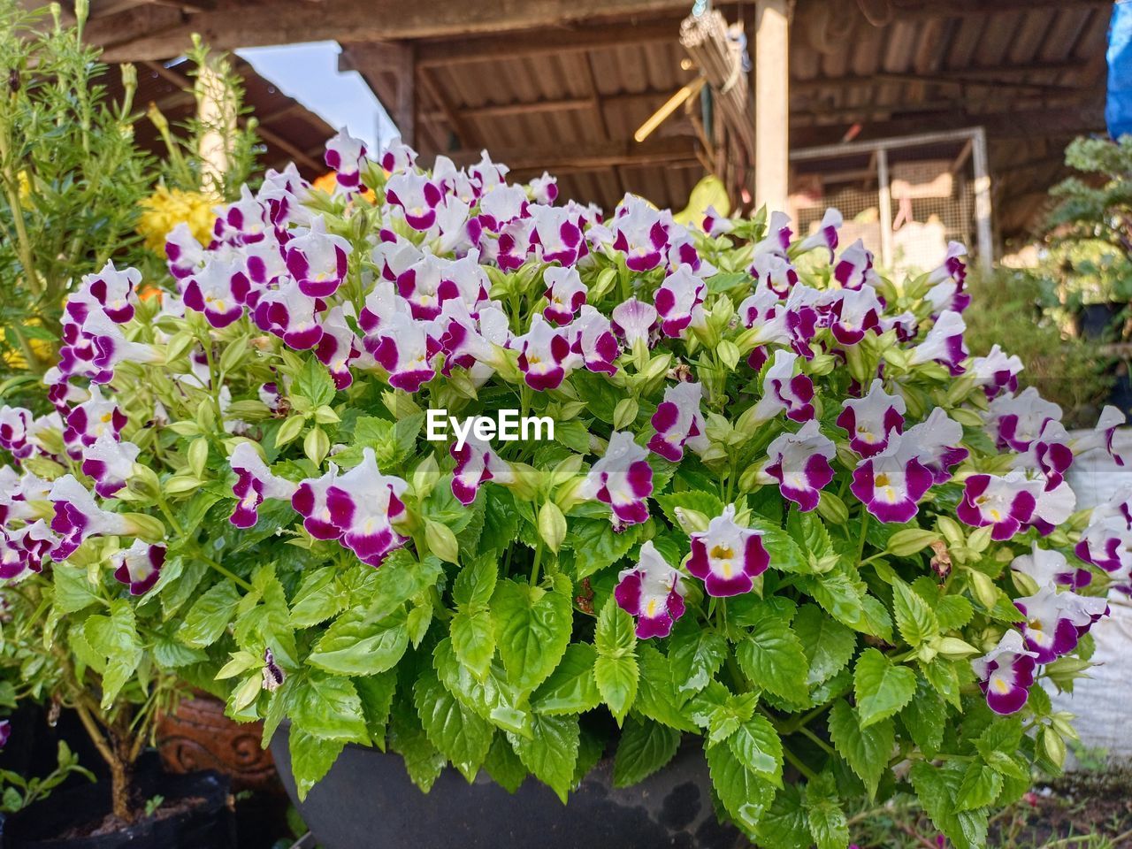 Torenia Flower Head Flower Petunia Greenhouse Window Box Flowerbed Leaf Springtime Close-up Plant