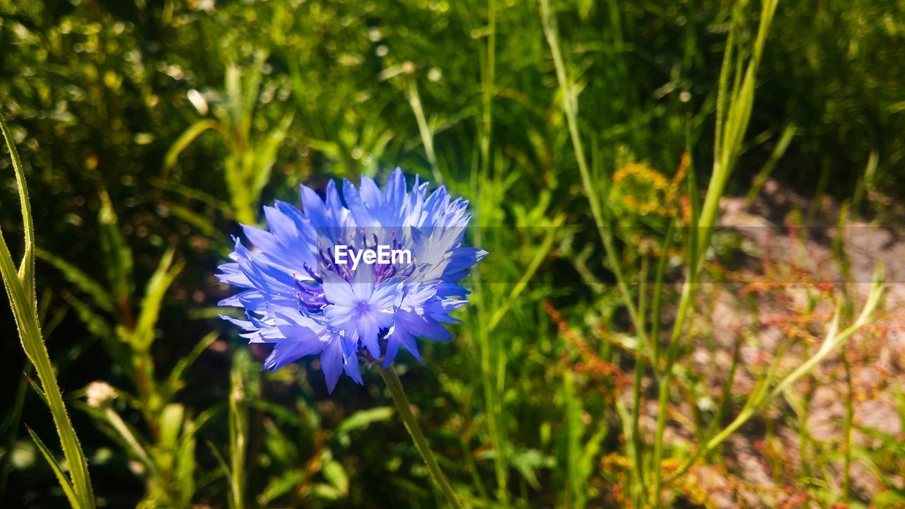 Cornflower blooming outdoors